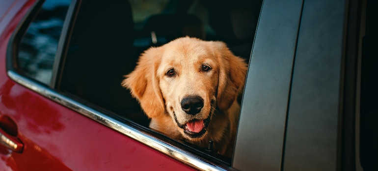 Dog in Car Window Before Moving From Maine to Arizona