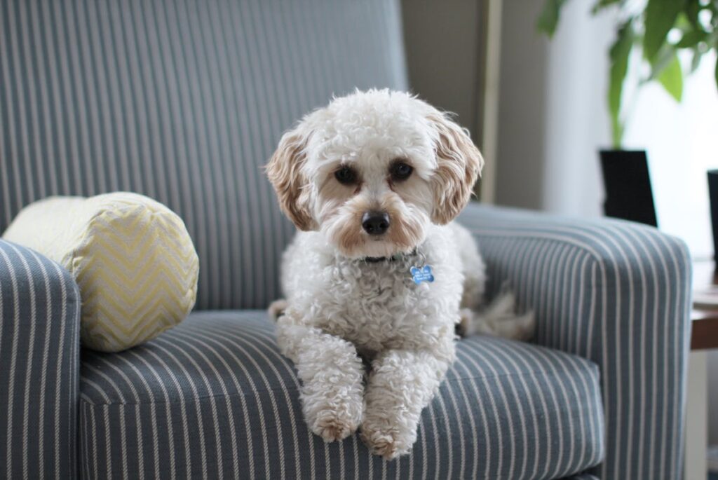 dog sitting