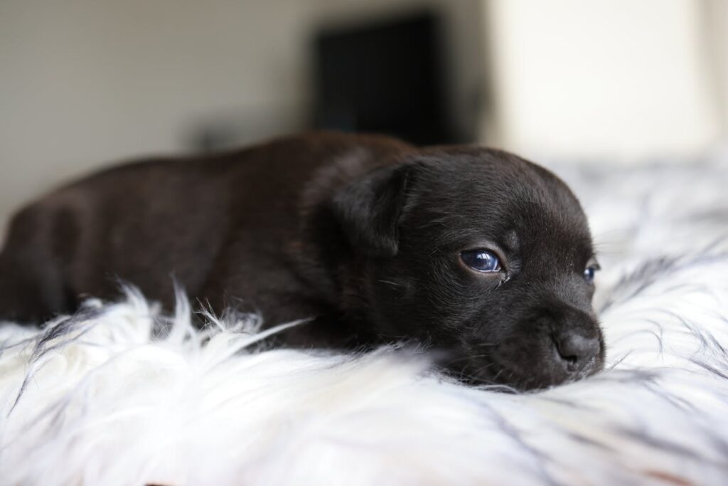 Close-Up Shot of a Puppy
