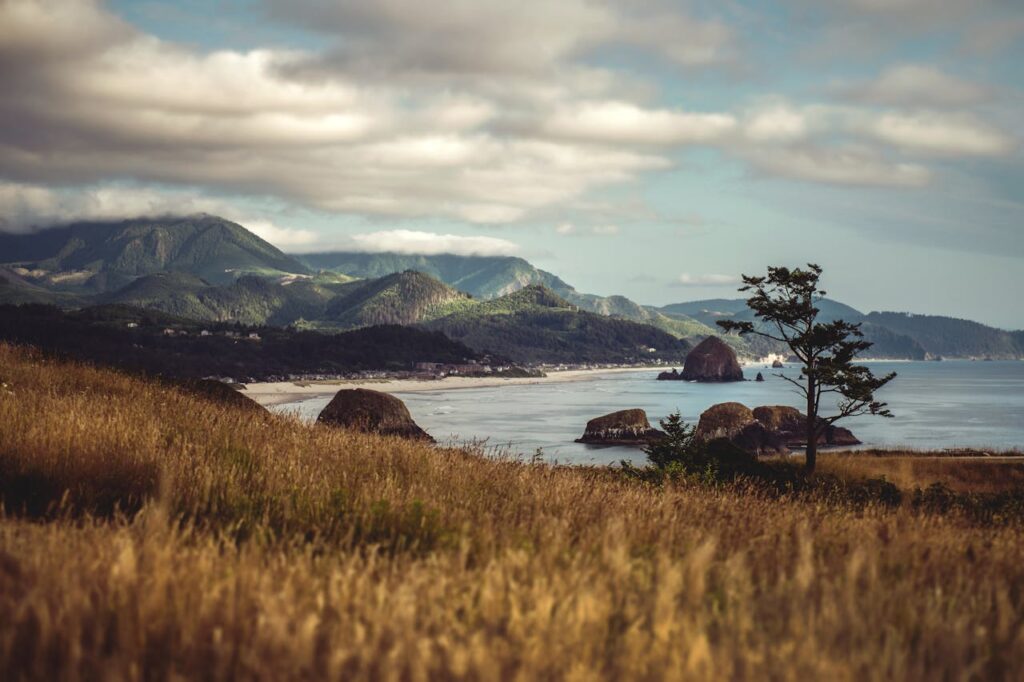 Brown Grass Field
