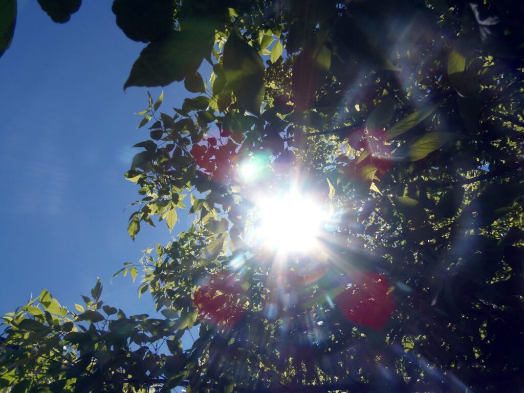 Worm's Eye View of Red and Green Outdoor Plant With Sunlight Painting